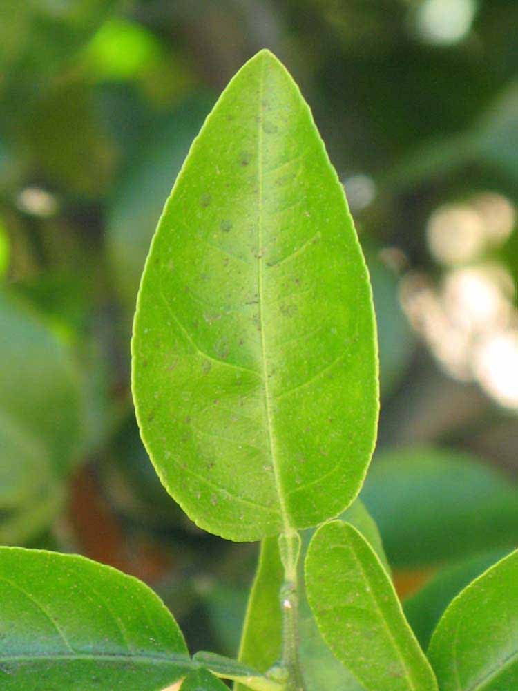              Unifoliolate leaf (Riverside, CA)       